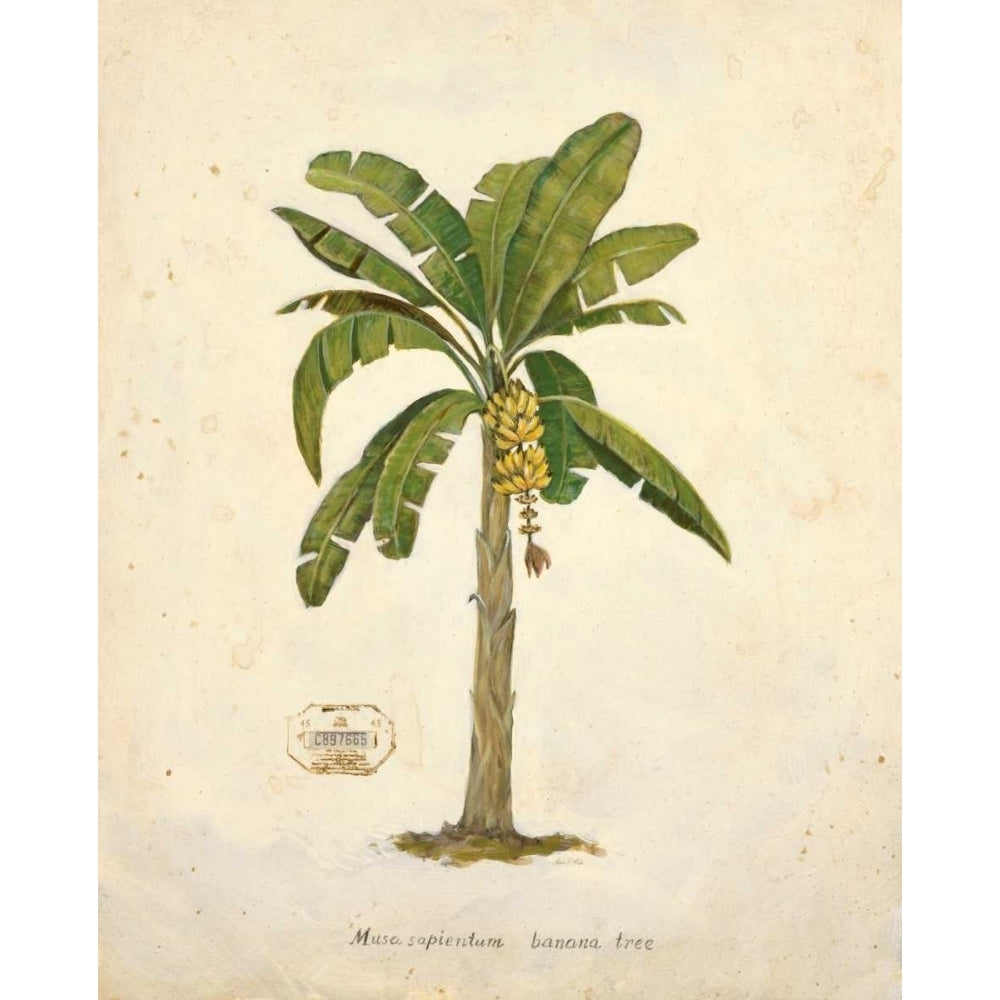 Banana Palm Illustration Poster Print by Arnie Fisk-VARPDX011FIS1295 Image 1