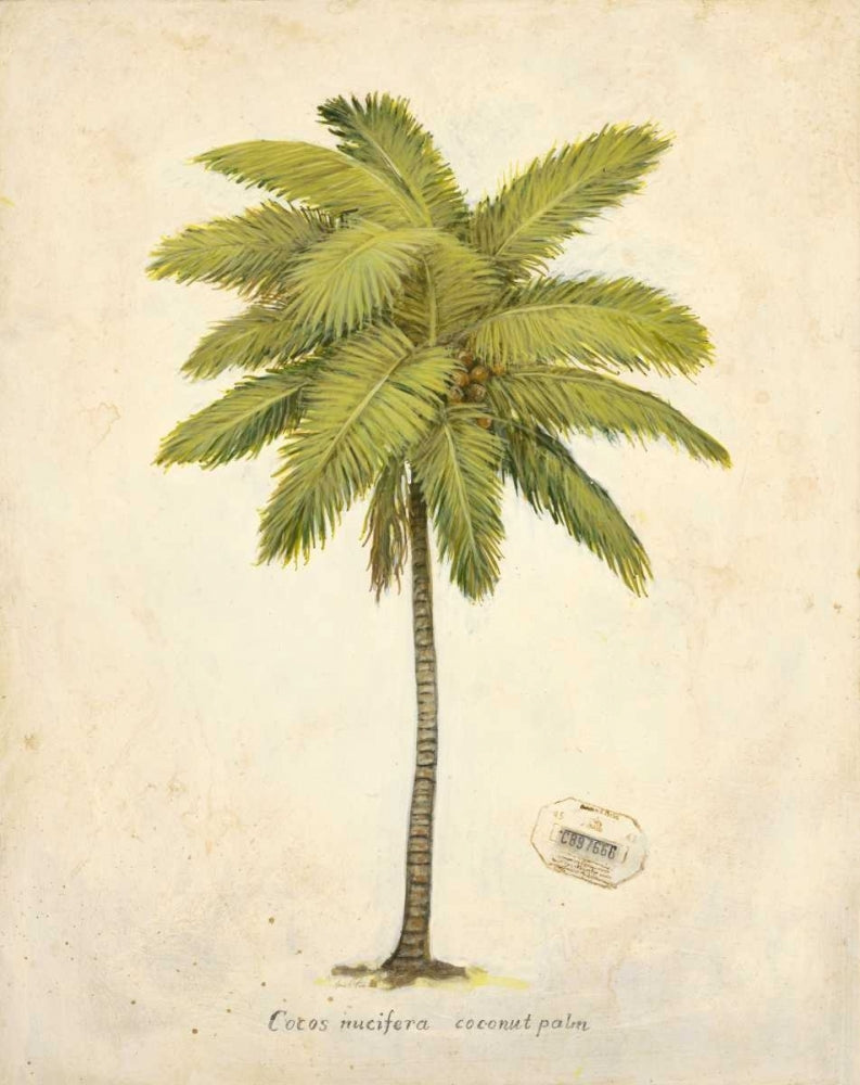 Coconut Palm Illustration Poster Print by Arnie Fisk-VARPDX011FIS1296 Image 1