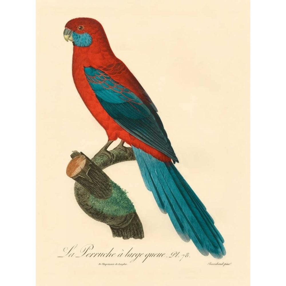 Barraband Parrot PL 78 Poster Print - Barraband-VARPDX09050D Image 1