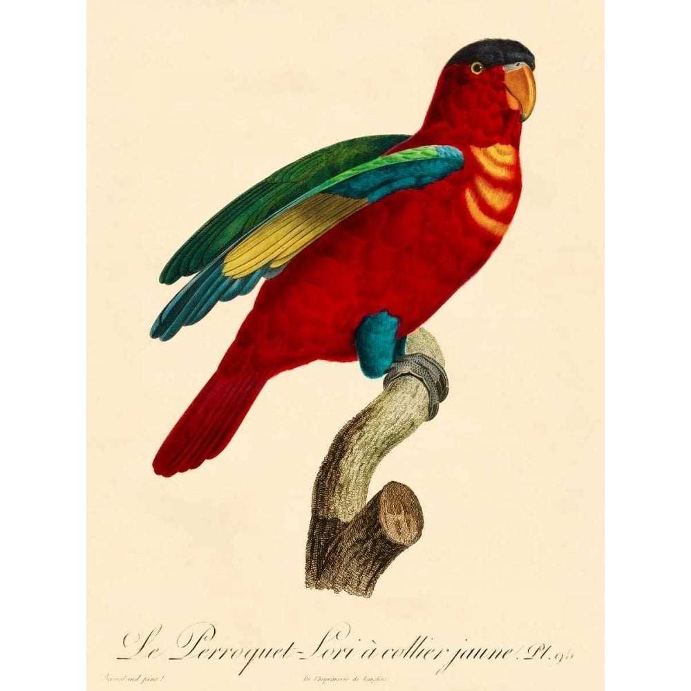 Barraband Parrot PL 95 Poster Print - Barraband-VARPDX09053D Image 1