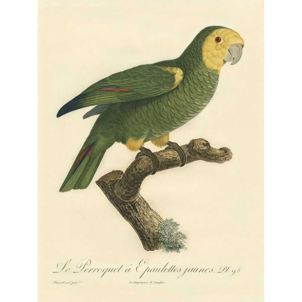 Barraband Parrot PL 98 Poster Print - Barraband-VARPDX09055D Image 1