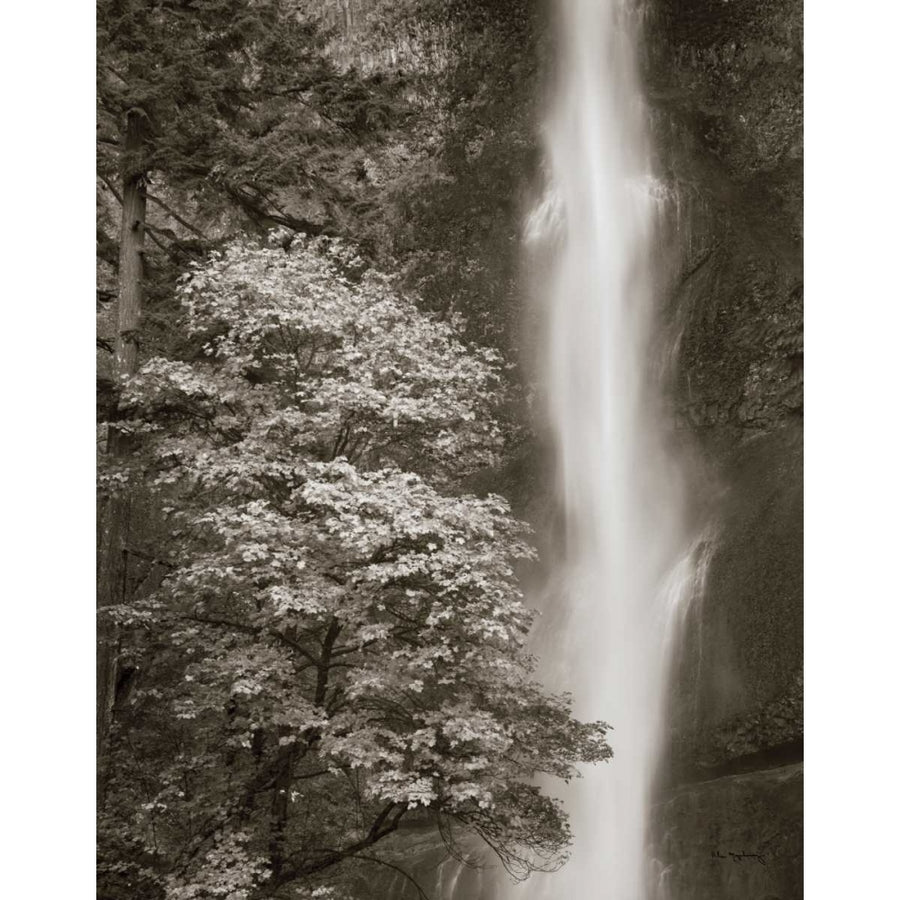 Multnomah Falls Poster Print by Lisa Audit-VARPDX10061 Image 1