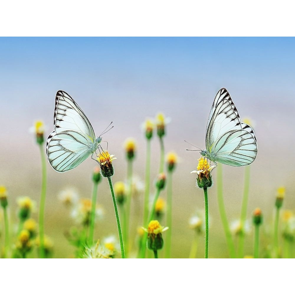 Butterfly 10 Poster Print - Rachel Lee-VARPDX10100279 Image 1