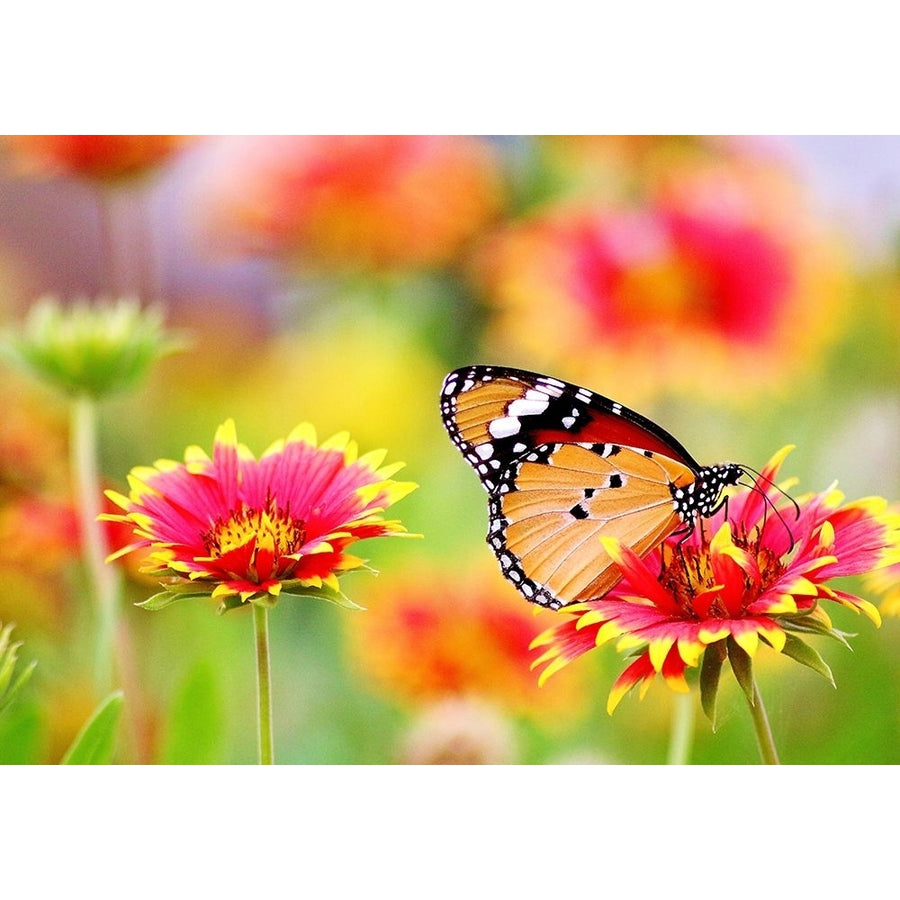 Butterfly 6 Poster Print - Rachel Lee-VARPDX10100290 Image 1