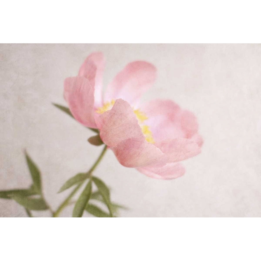 Soft Petals Poster Print by Sarah Gardner-VARPDX10140 Image 1