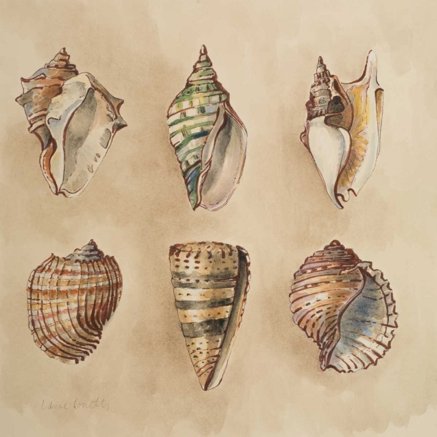 Seashells II Poster Print by Lanie Loreth-VARPDX10159 Image 1