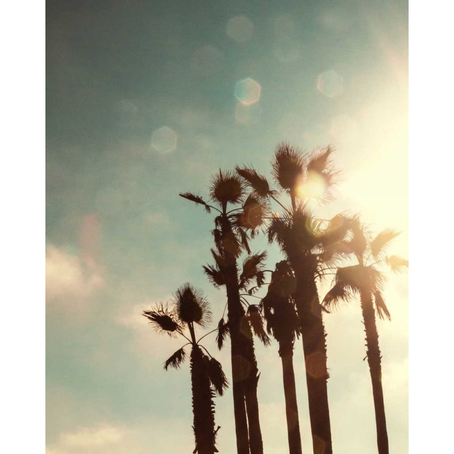 Palms in the Sun Poster Print by Emily Navas-VARPDX10254S Image 1