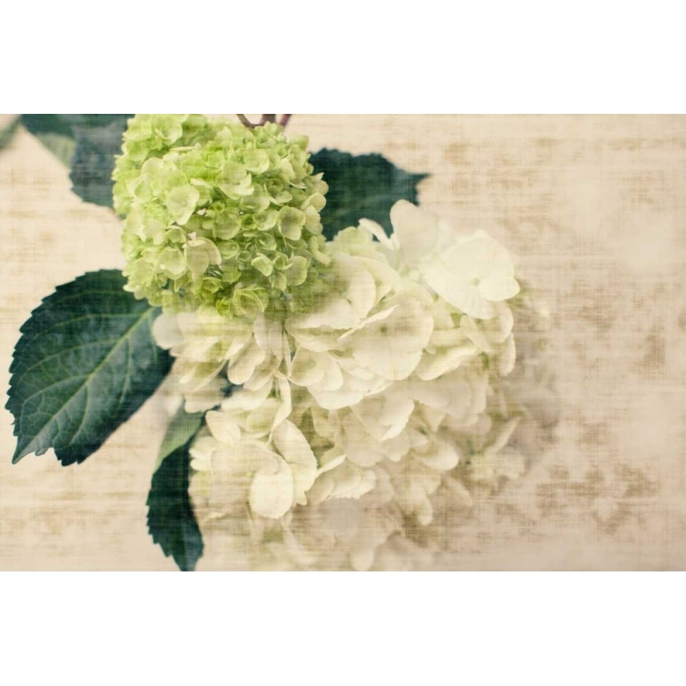 Hydrangeas I Poster Print by Susan Bryant-VARPDX10279 Image 1