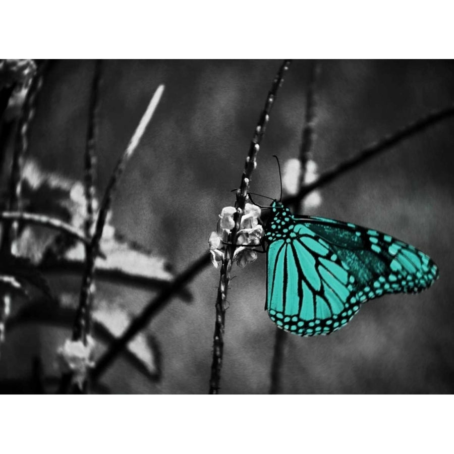 Lone Colored Butterfly Border II Poster Print by Gail Peck-VARPDX10278D Image 1