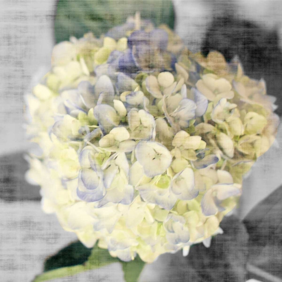 White Hydrangeas II Poster Print by Susan Bryant-VARPDX10280A Image 1