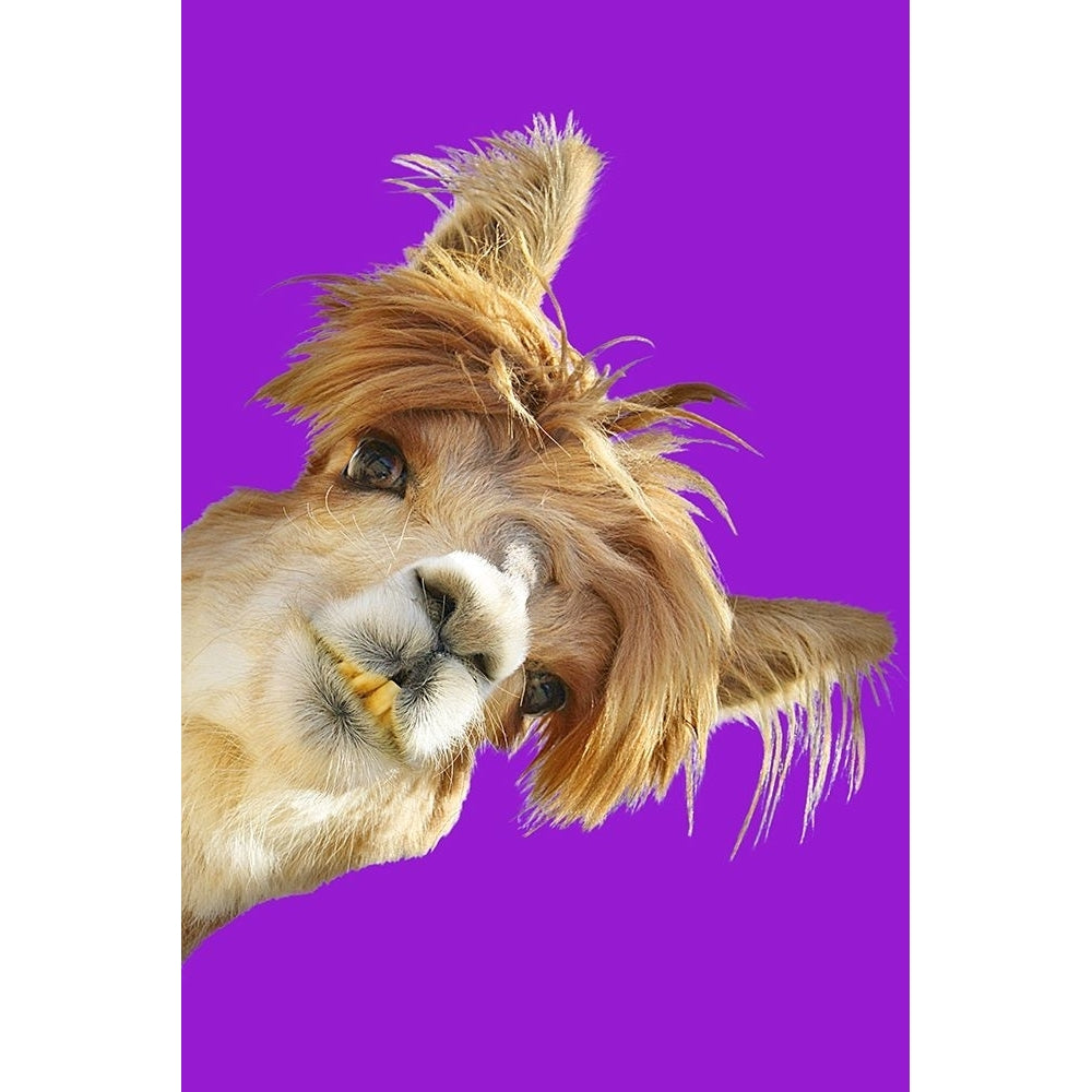 Alpaca on Purple Poster Print - Studio SEA-VARPDX102868 Image 1