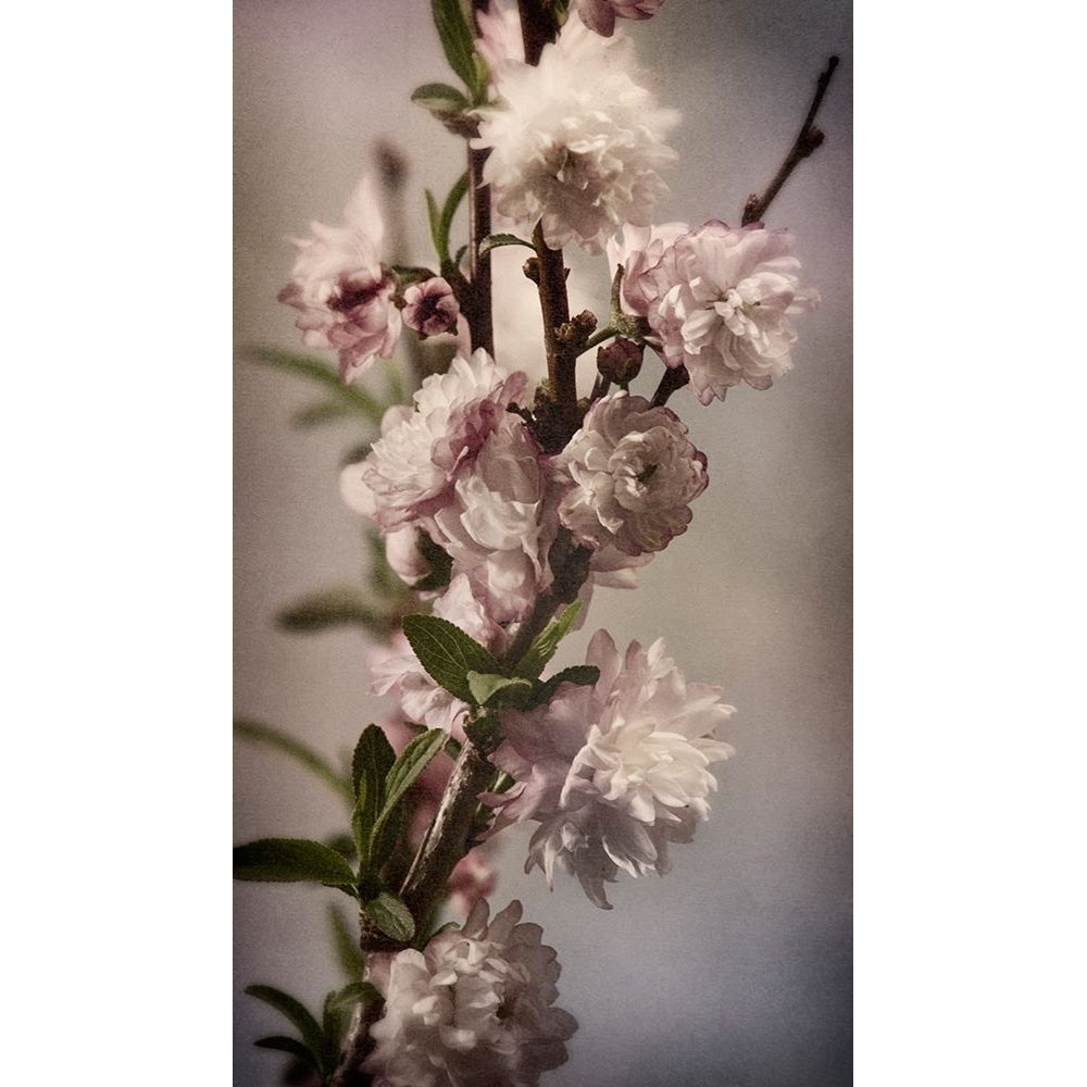 Blossoming Almond 1 Poster Print by Julie Greenwood-VARPDX103GRE1294 Image 1