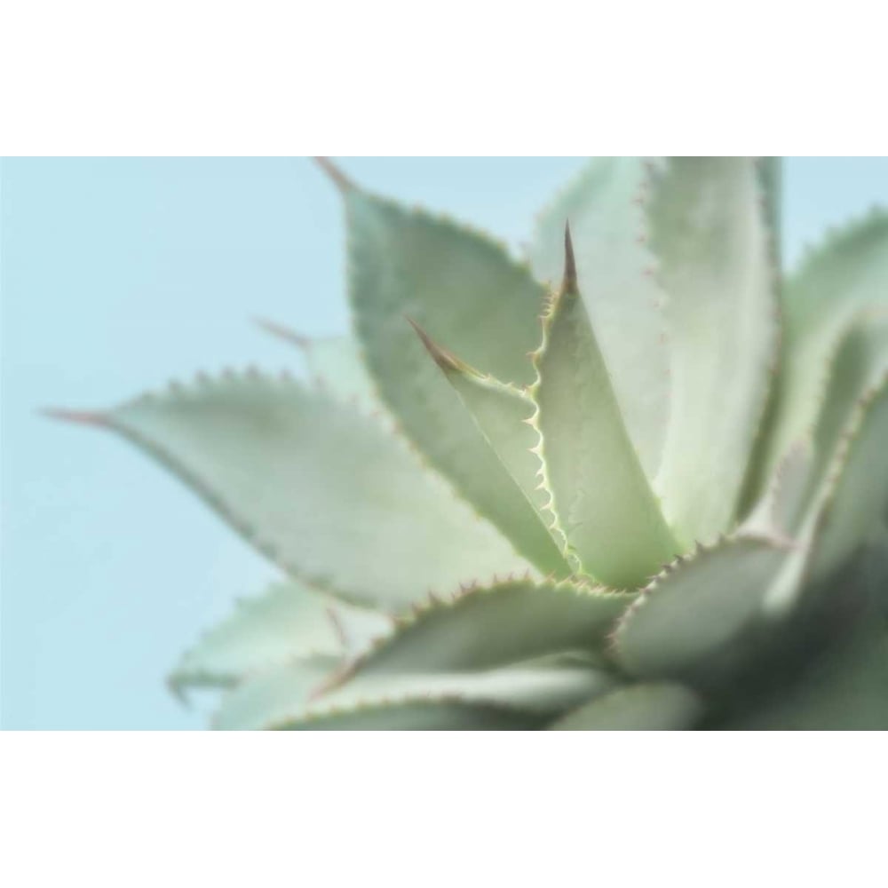 Soft Focus Succulent 4 Poster Print by Julie Greenwood-VARPDX103GRE1319 Image 1