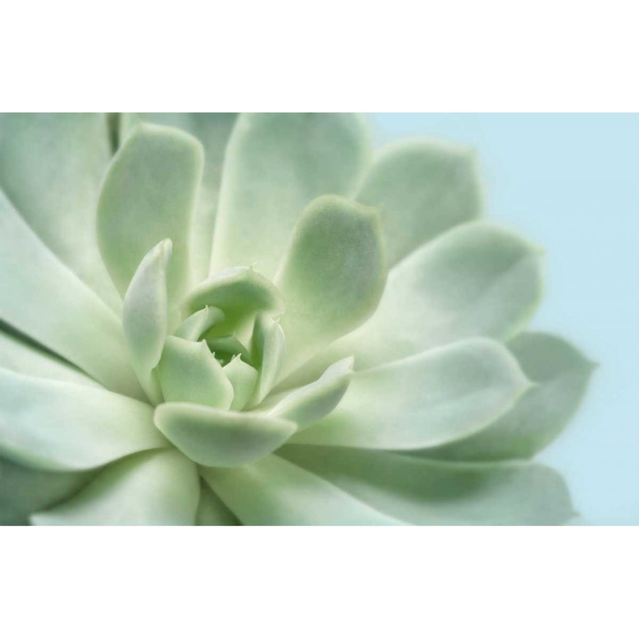 Soft Focus Succulent 3 Poster Print by Julie Greenwood-VARPDX103GRE1318 Image 1