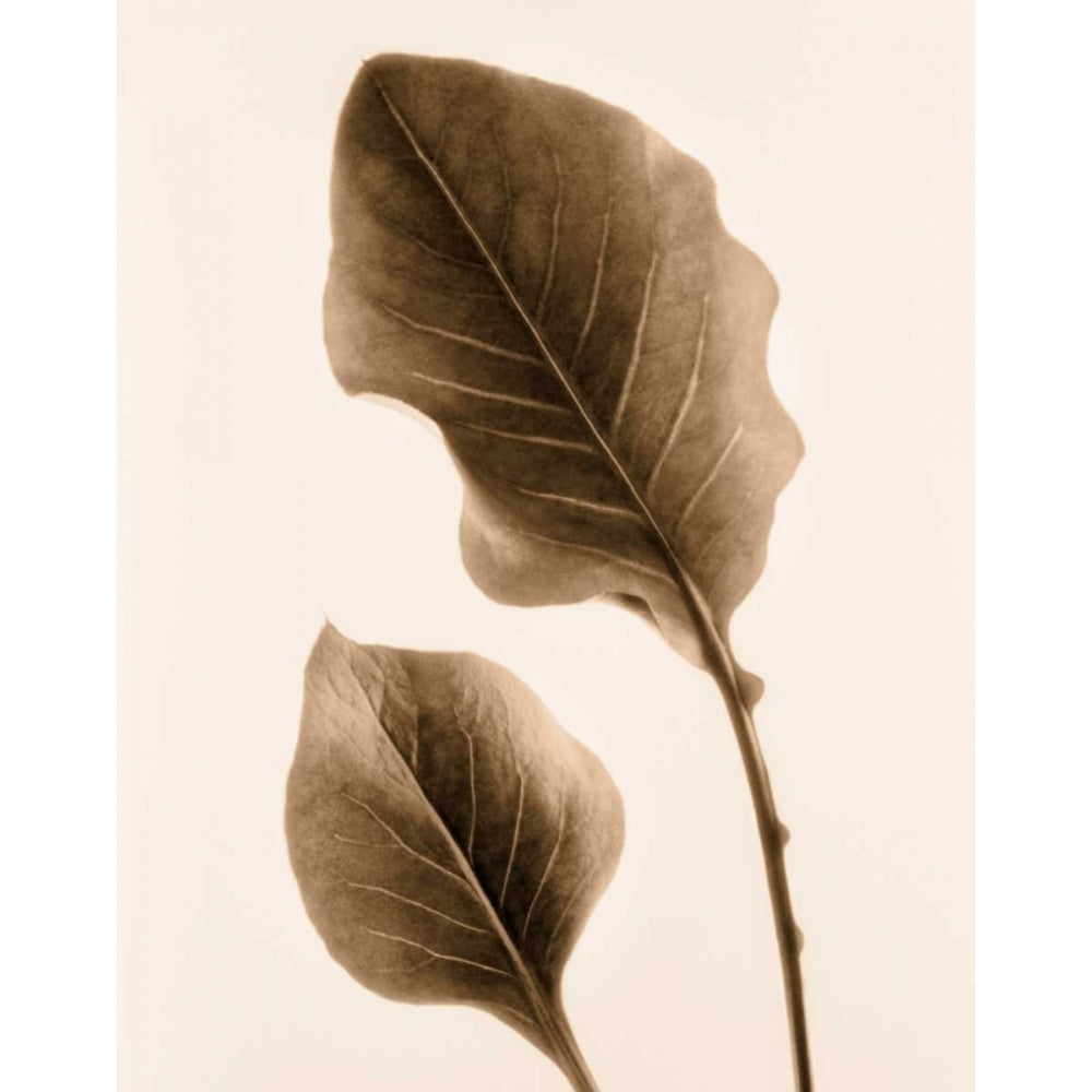 Philodendron Leaf Poster Print by Julie Greenwood-VARPDX103GRE1331 Image 1