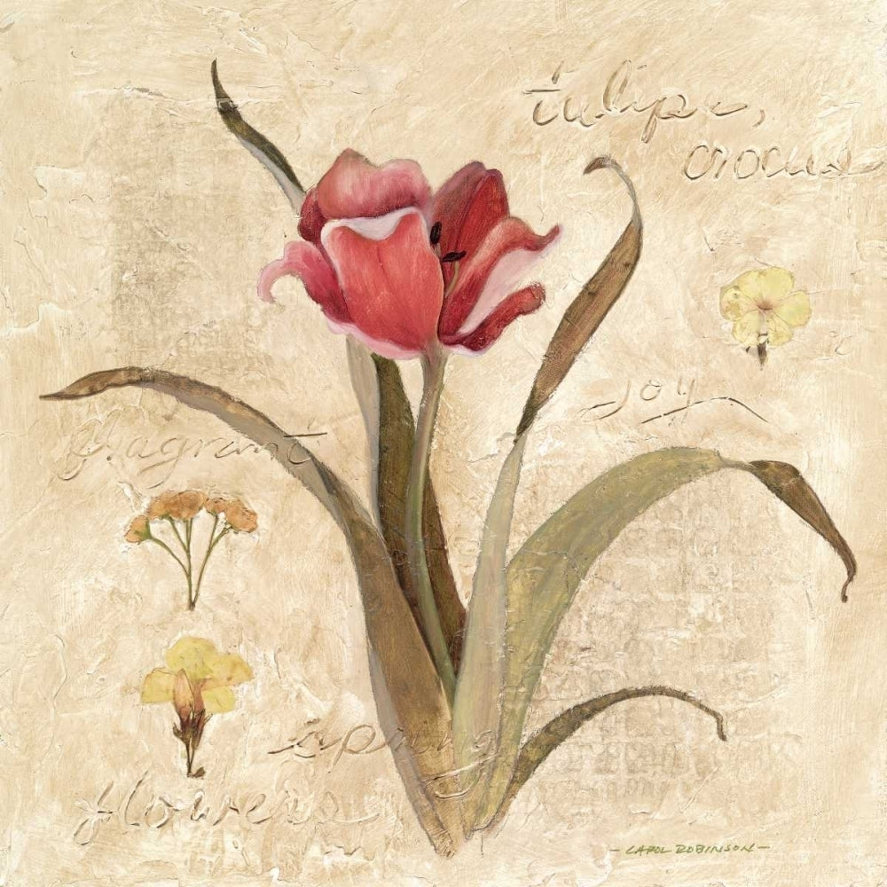 Red Tulip Poster Print by Carol Robinson-VARPDX10412 Image 1