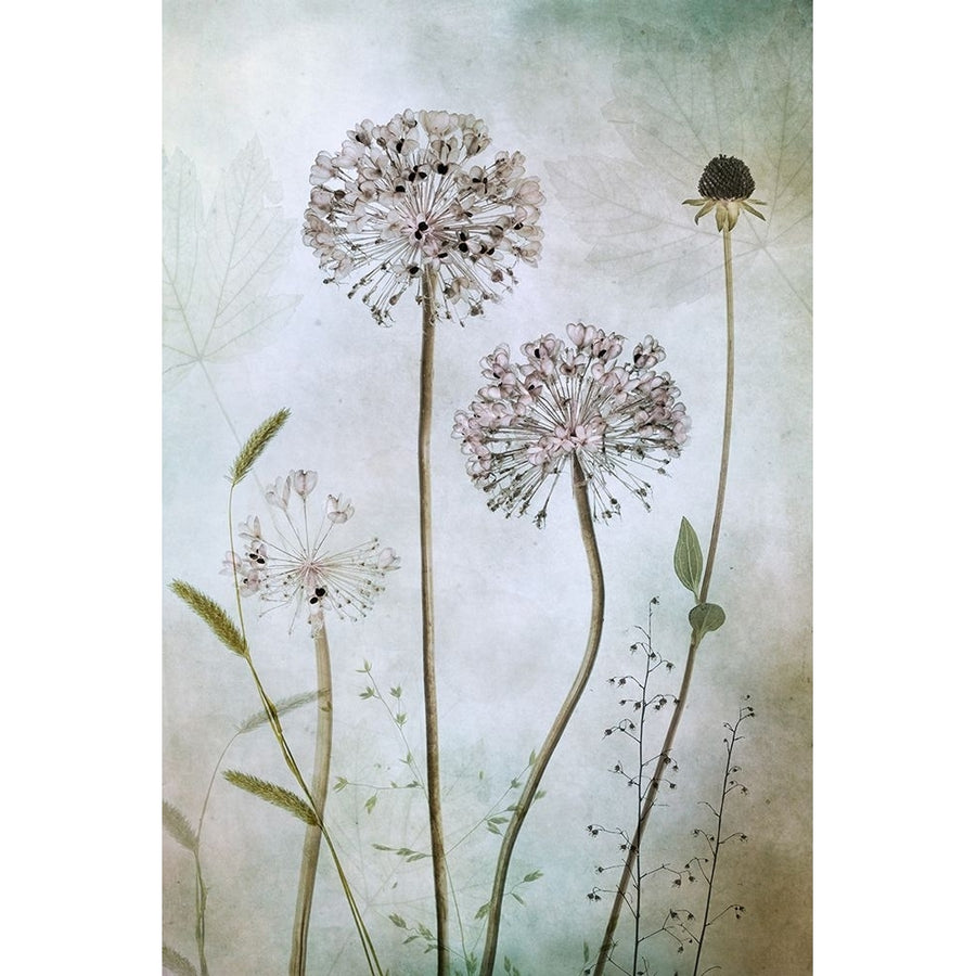 Allium Poster Print - Mandy Disher-VARPDX1044210 Image 1