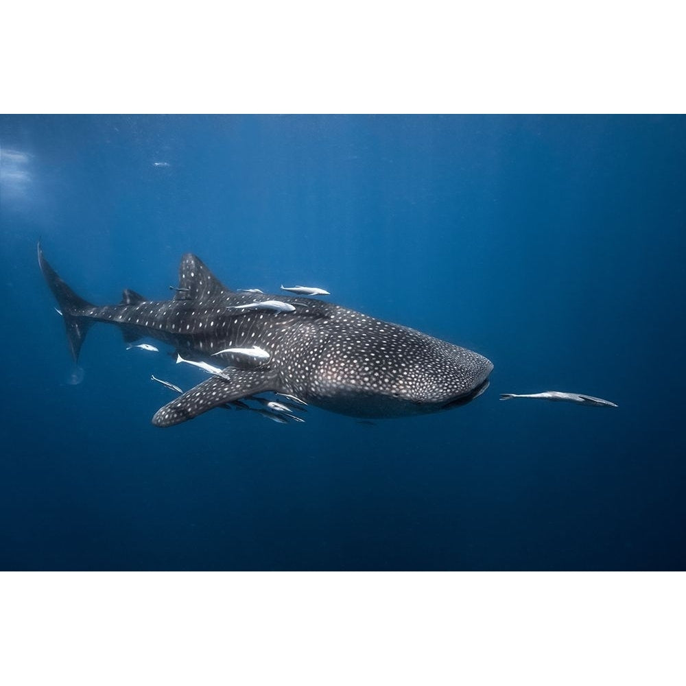 Whale Shark Poster Print - Barathieu Gabriel-VARPDX1045820 Image 1