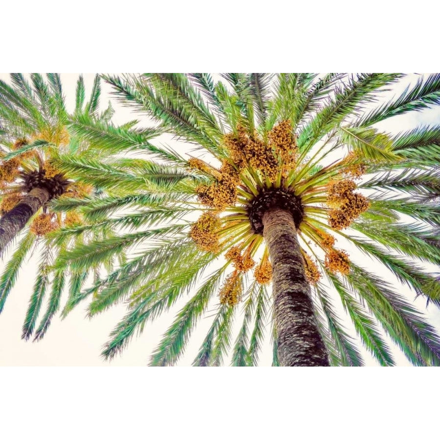 Chic Palms I Poster Print by Acosta-VARPDX10474M Image 1