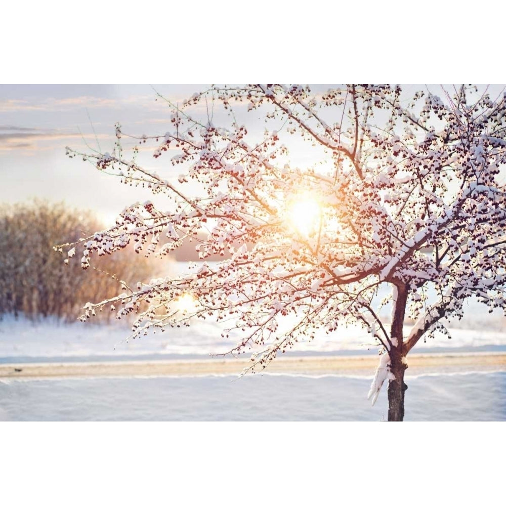 Winter Sunrise Poster Print by Kelly Poynter-VARPDX10489Q Image 1