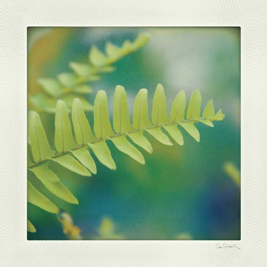 Natures Fern I Poster Print by Sue Schlabach-VARPDX10496 Image 1