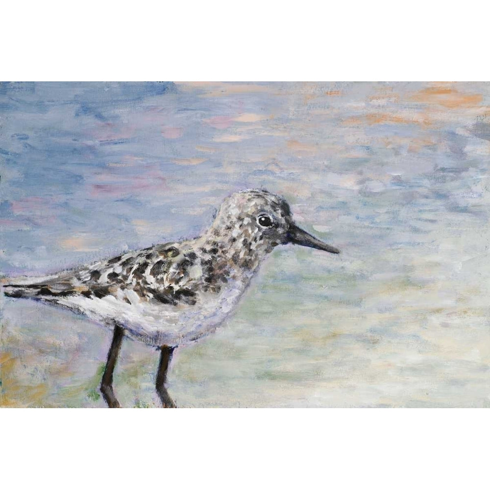 Sandpiper I Poster Print by Walt Johnson-VARPDX10512 Image 1