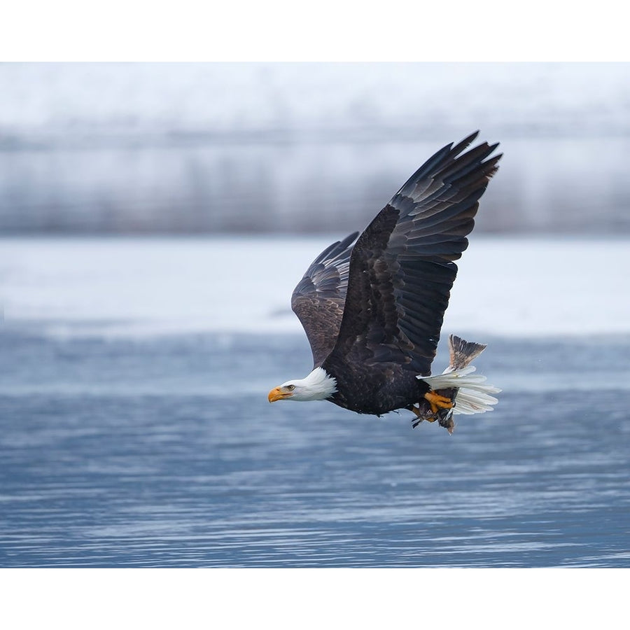 Bald Eagle Poster Print - Shlomo Waldmann-VARPDX1052377 Image 1