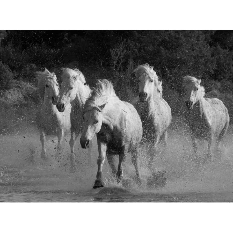 White Running Horses Border Poster Print by Carol Walker-VARPDX10526H Image 1