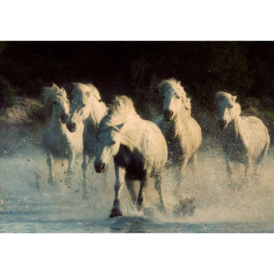 White Running Horses Poster Print by Carol Walker-VARPDX10526 Image 1