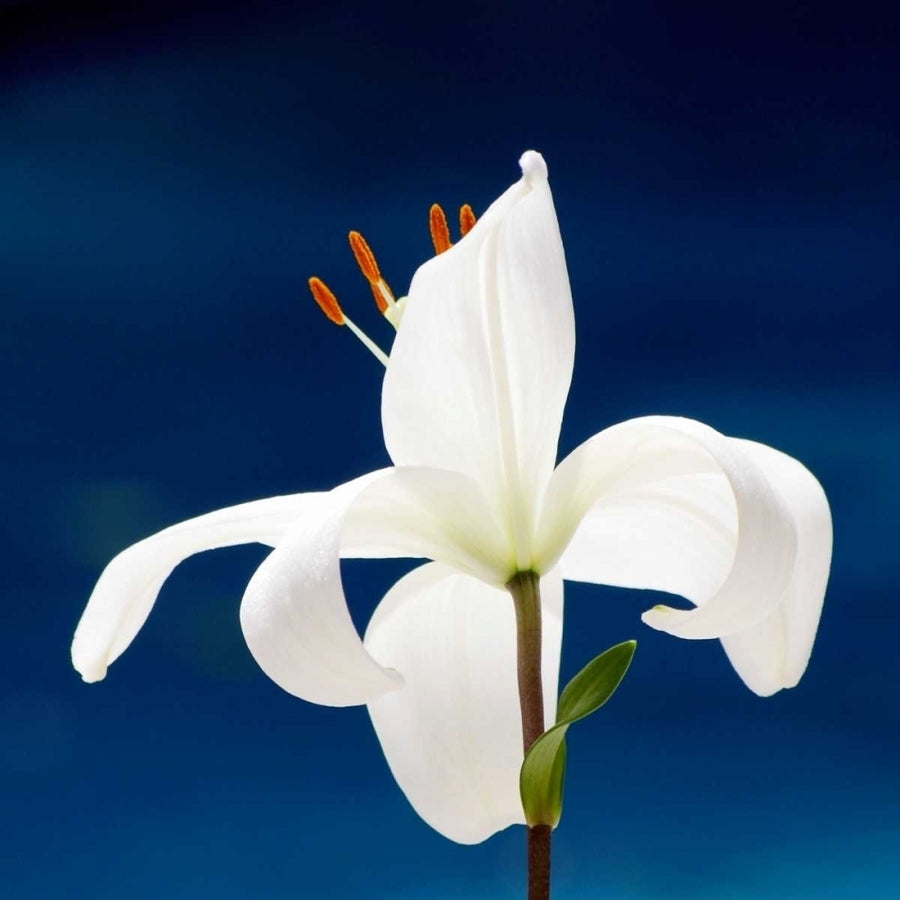 Lily On Blue Poster Print by Gail Peck-VARPDX10540 Image 1