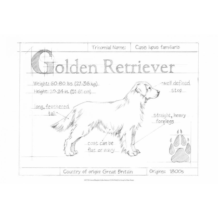 Custom Blueprint Golden Retriever Poster Print - Ethan Harper-VARPDX105737D Image 1