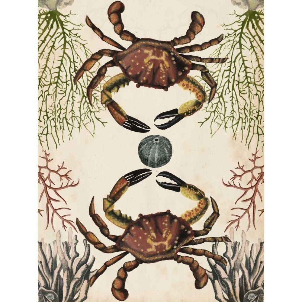 Antiquarian Menagerie - Crab Poster Print - Naomi McCavitt-VARPDX105906Z Image 1