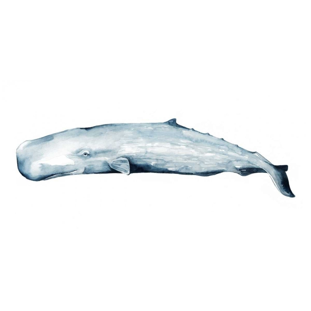 Whale Portrait II Poster Print - Grace Popp-VARPDX105937Z Image 1