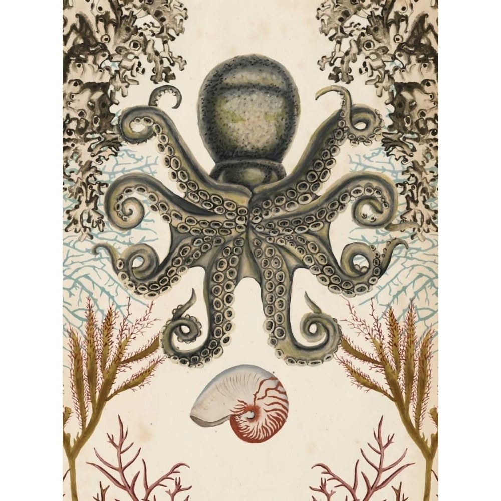 Antiquarian Menagerie - Octopus Poster Print - Naomi McCavitt-VARPDX105908Z Image 1