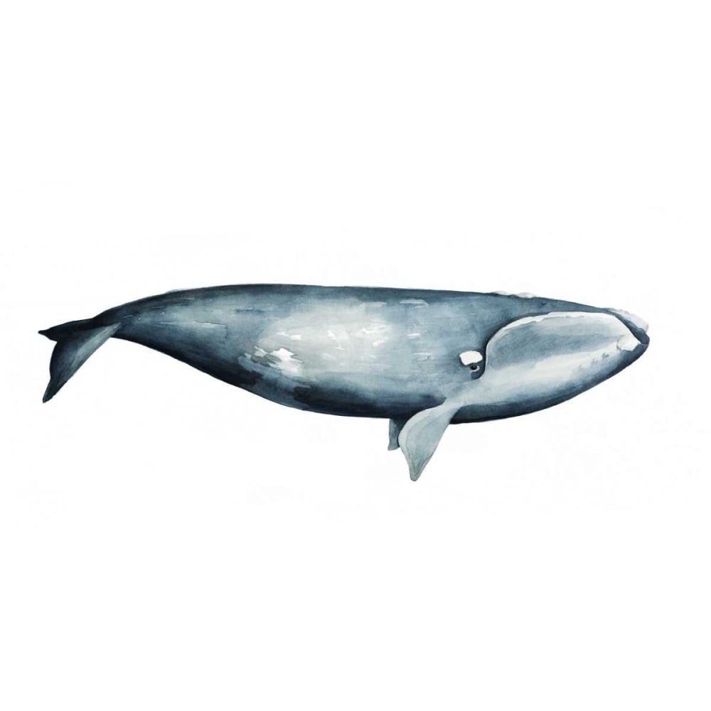 Whale Portrait III Poster Print - Grace Popp-VARPDX105938Z Image 1