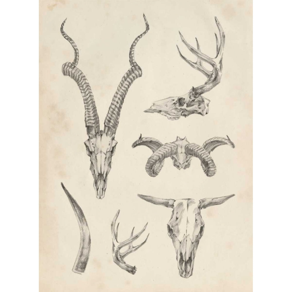 Skull and Antler Study I Poster Print - Ethan Harper-VARPDX106187Z Image 1