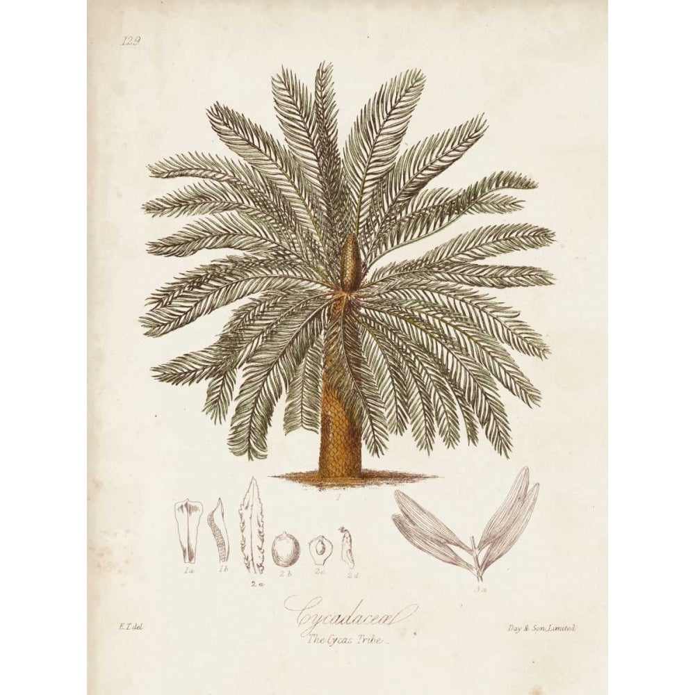 Antique Tropical Palm I Poster Print - Elizabeth Twining-VARPDX106295Z Image 1