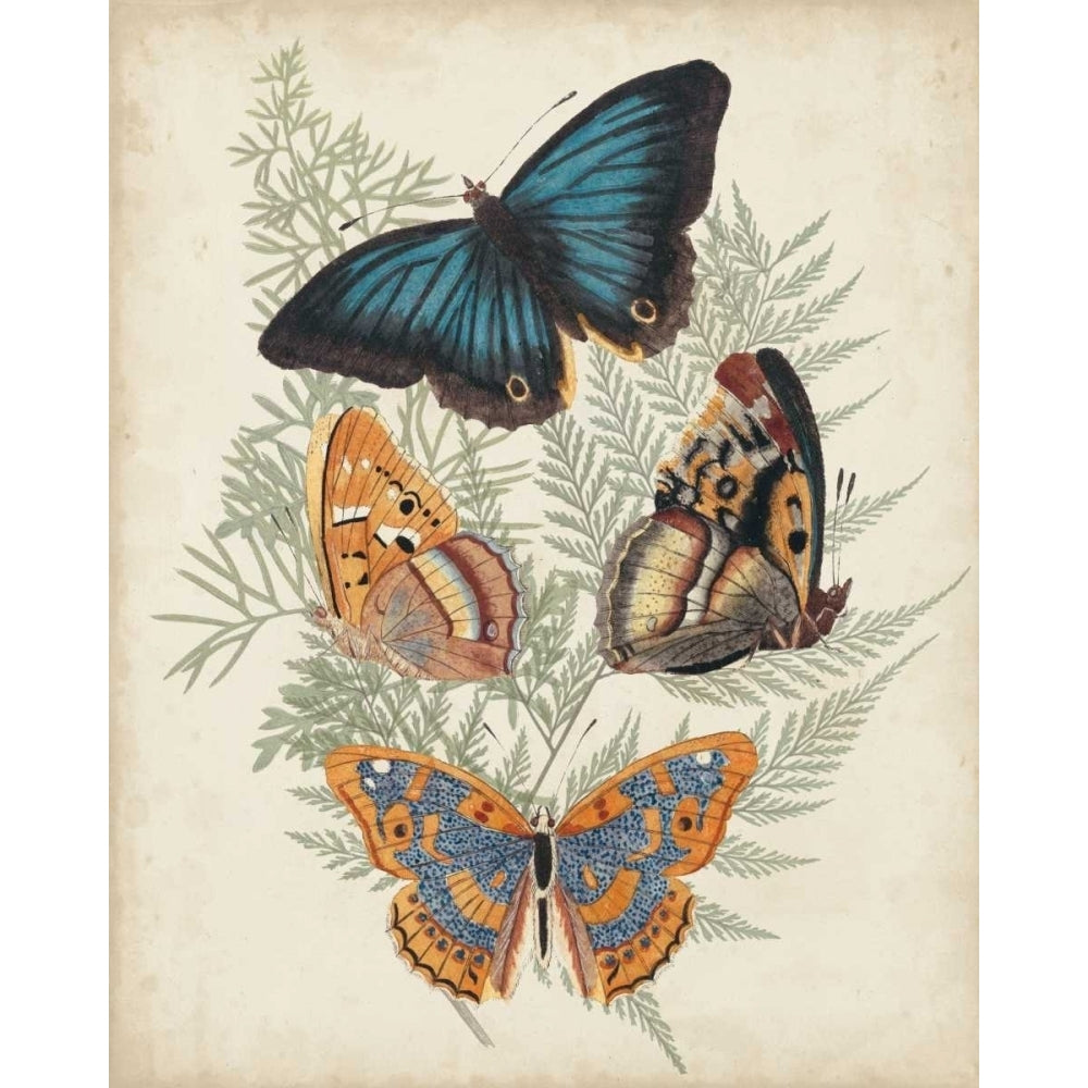 Butterflies and Ferns V Poster Print - Studio Vision-VARPDX106286Z Image 1