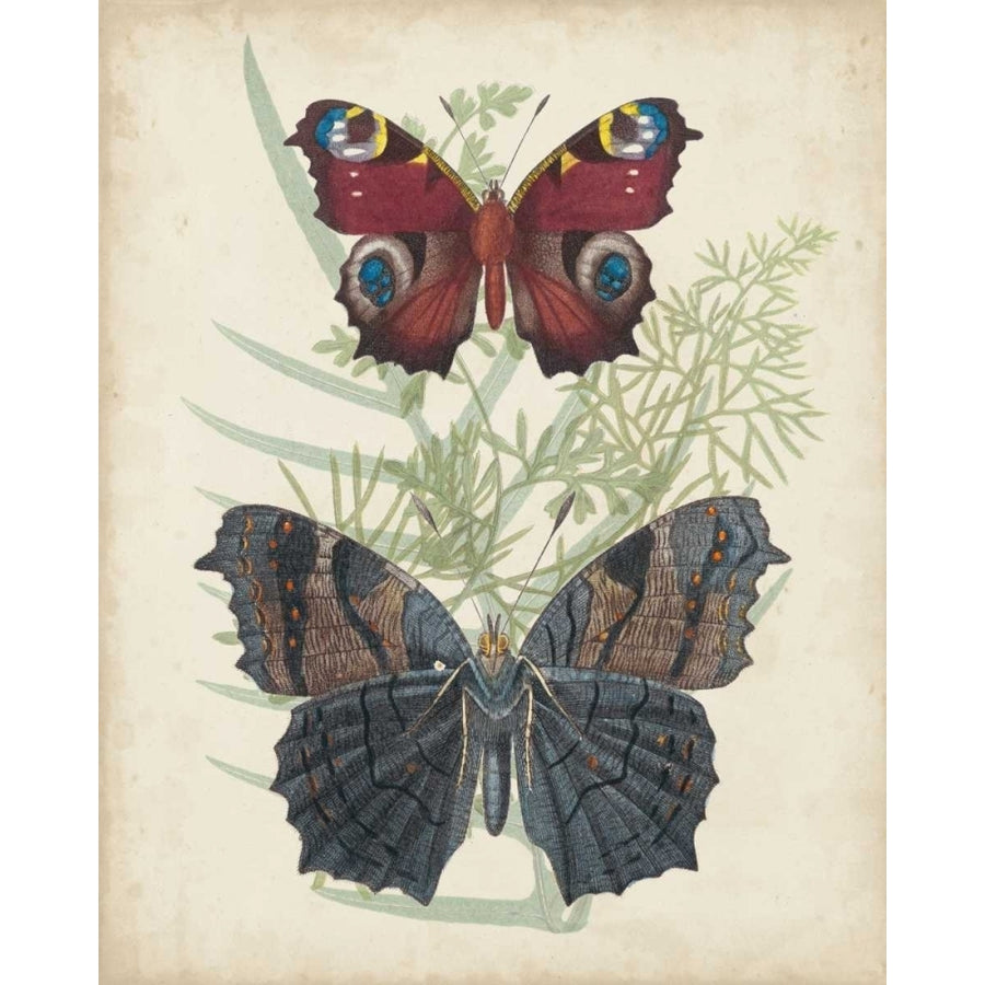 Butterflies and Ferns III Poster Print - Studio Vision-VARPDX106284Z Image 1