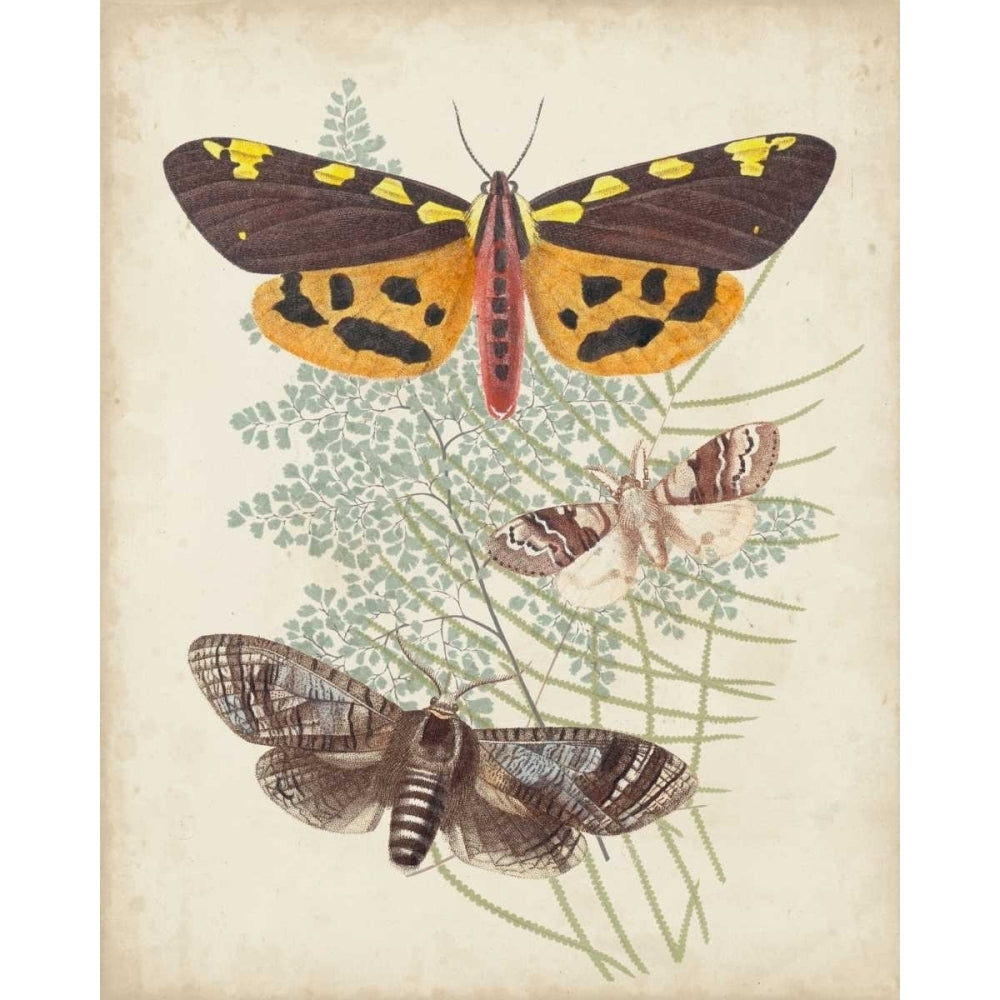 Butterflies and Ferns VI Poster Print - Studio Vision-VARPDX106287Z Image 1