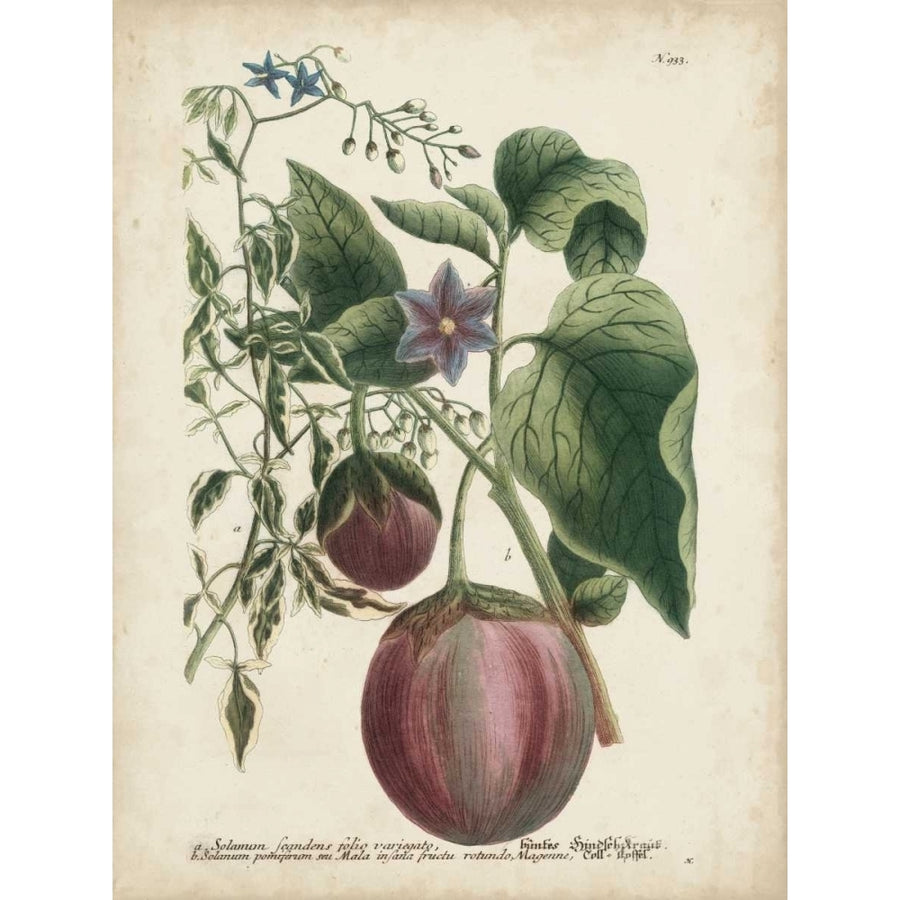 Exotic Weinmann Botanical IV Poster Print - Weinmann-VARPDX106300Z Image 1