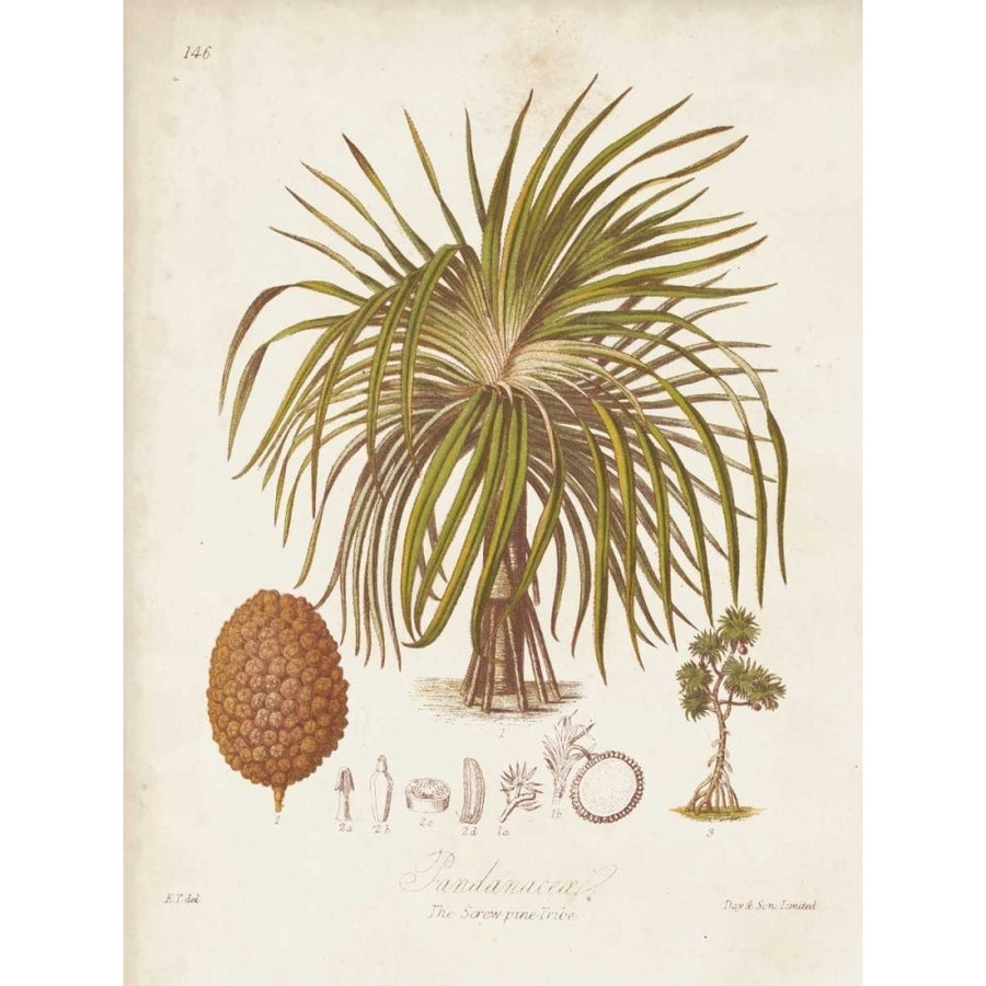 Antique Tropical Palm II Poster Print - Elizabeth Twining-VARPDX106296Z Image 1