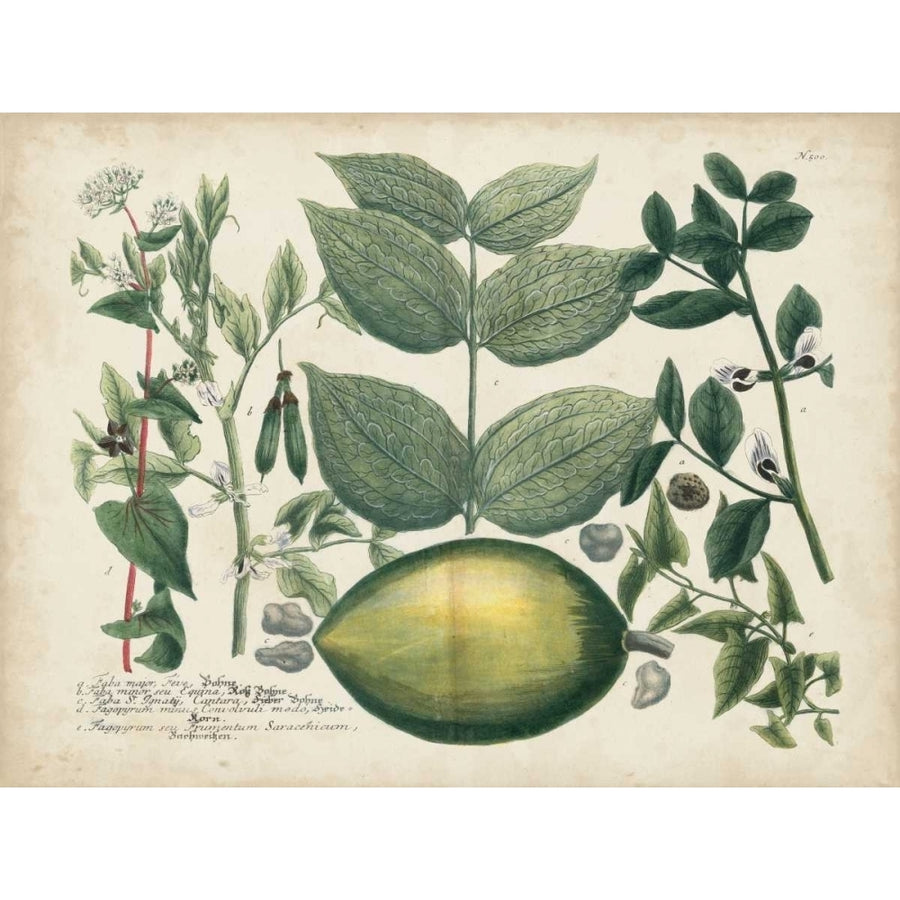 Exotic Weinmann Botanical II Poster Print - Weinmann-VARPDX106298Z Image 1