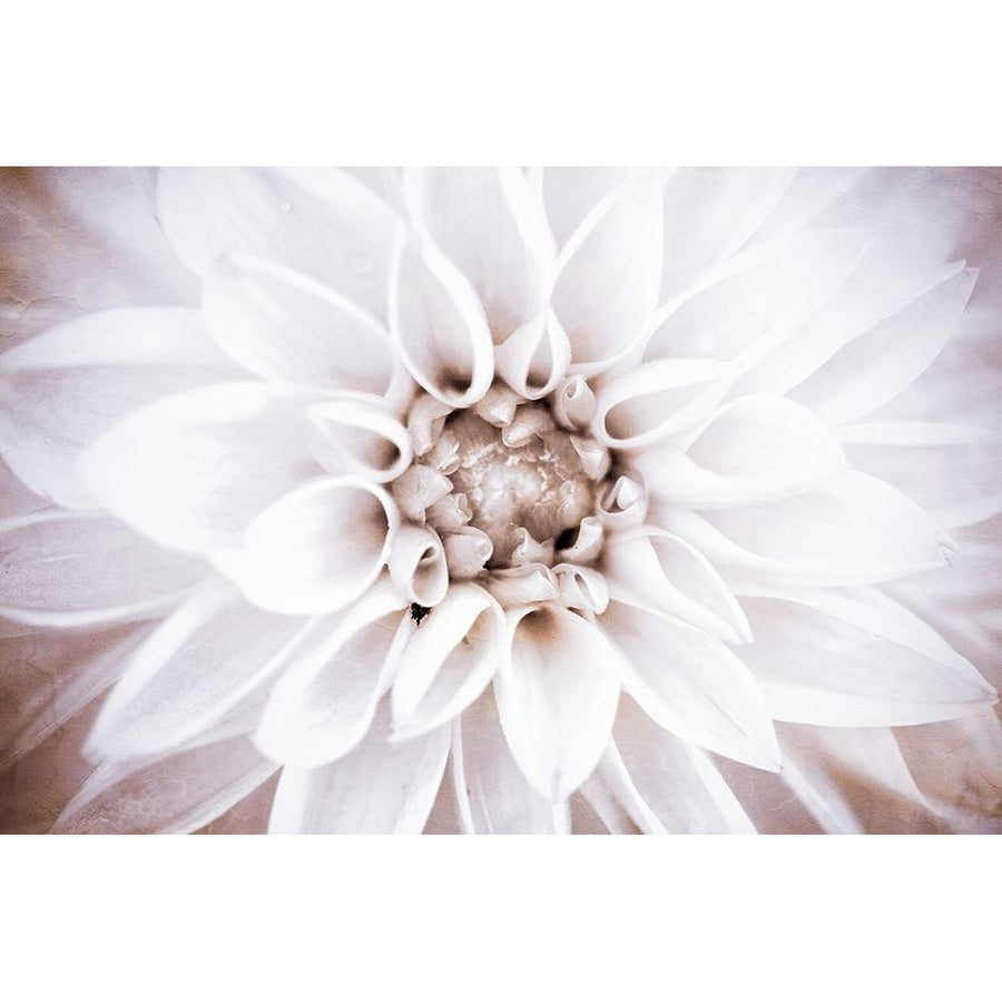 Bright White Bloom II Poster Print by Susan Bryant-VARPDX10652Y Image 1