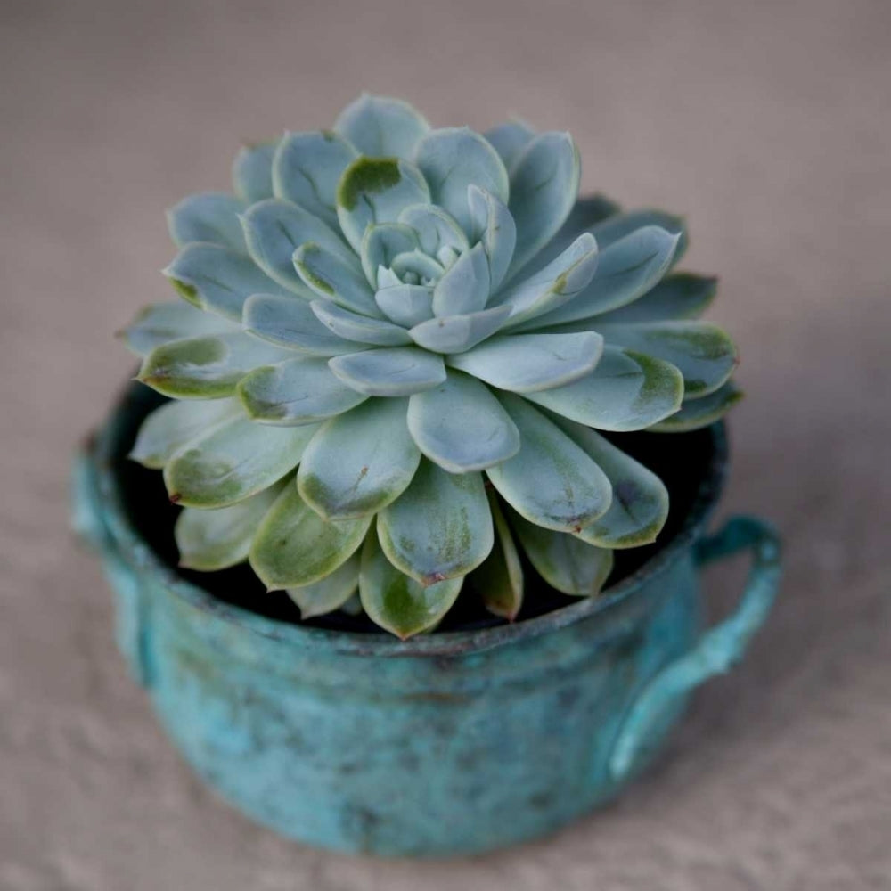 The Little Succulent Poster Print by Susan Bryant-VARPDX10652B Image 1