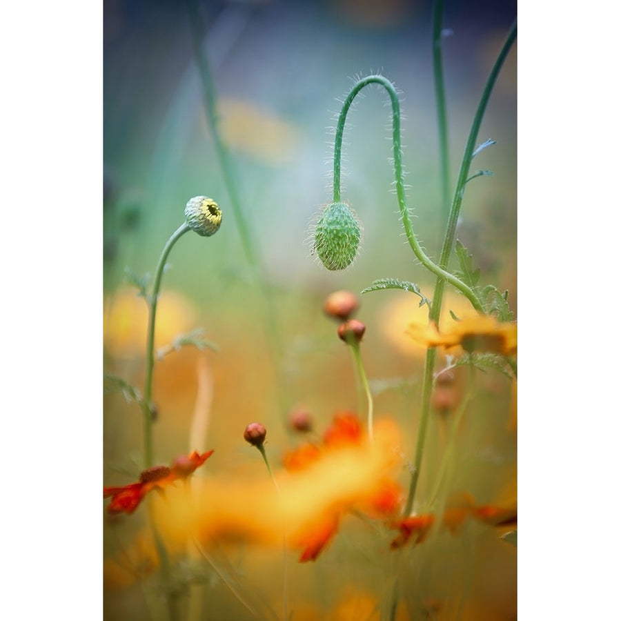 Poppy Field Poster Print - Steve Moore-VARPDX1065671 Image 1