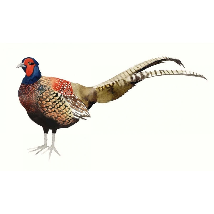 Watercolor Pheasant II Poster Print - Grace Popp-VARPDX106665Z Image 1