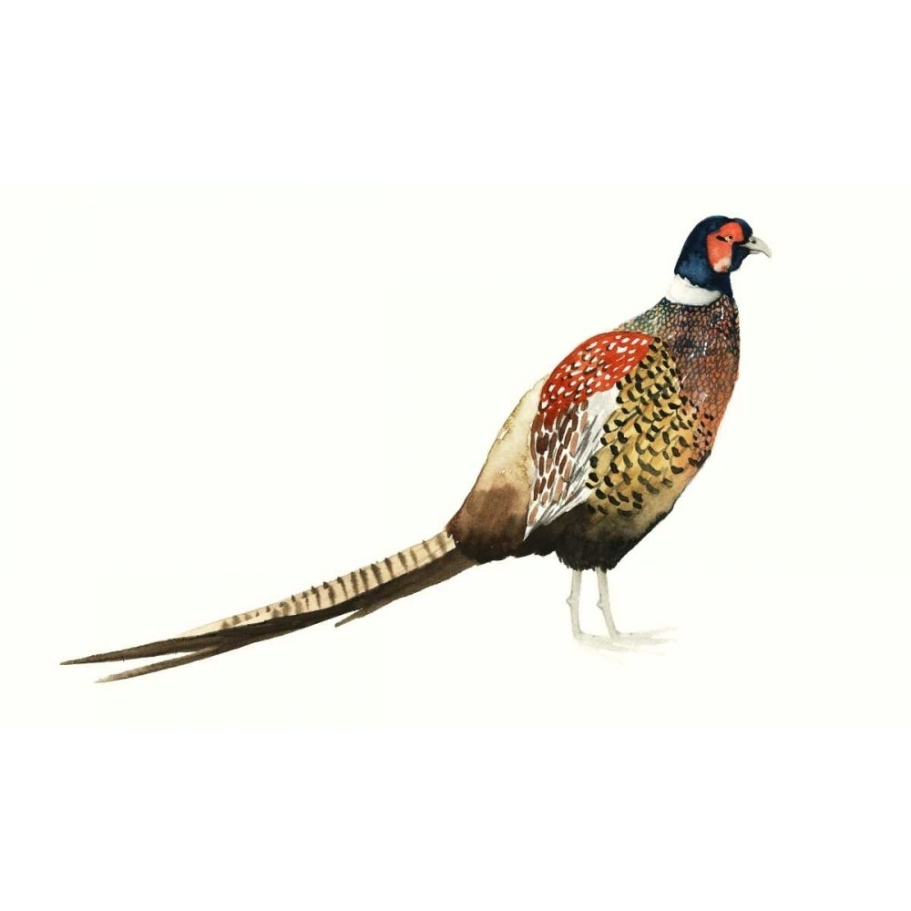 Watercolor Pheasant I Poster Print - Grace Popp-VARPDX106664Z Image 1