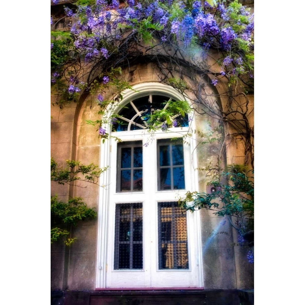 Wisteria Poster Print - Danny Head-VARPDX106737Z Image 1