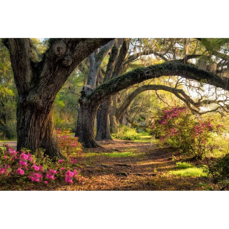 Under the Live Oaks I Poster Print - Danny Head-VARPDX106735Z Image 1